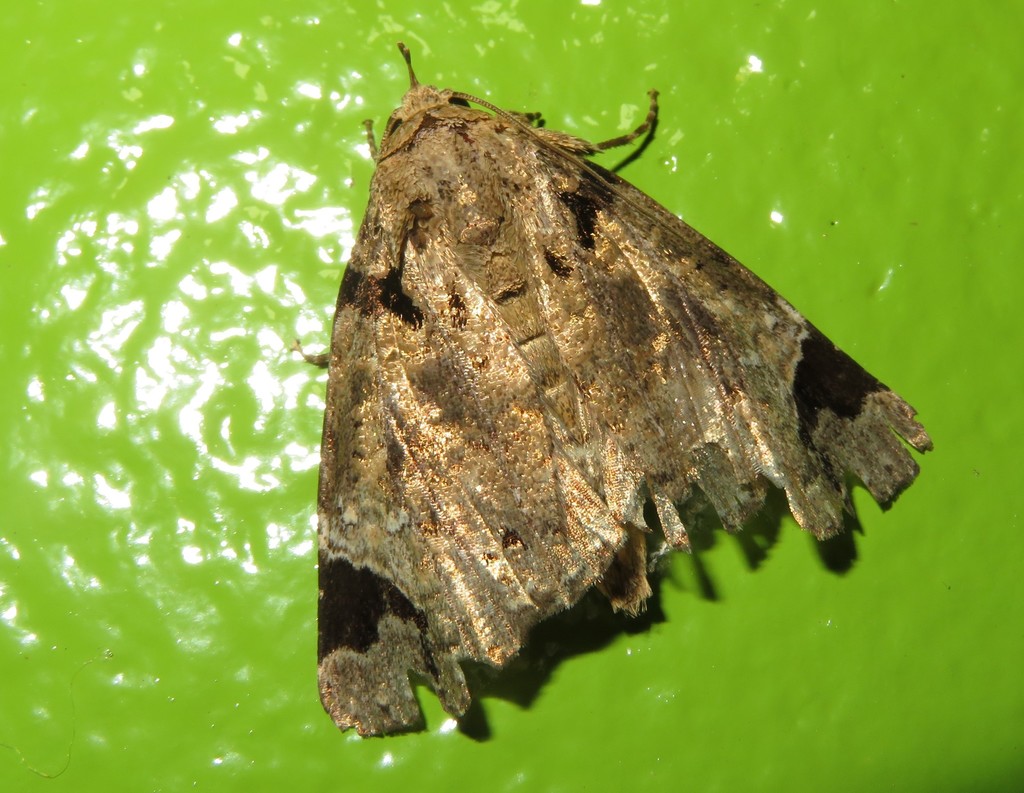 Encruphion porrima