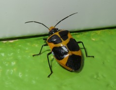 Arocera apta