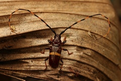 Trachyderes elegans