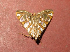 Glyphodes sibillalis