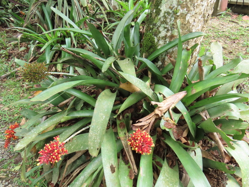 Aechmea caudata, photograph 2