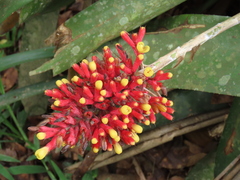 Aechmea caudata, photograph (c) Jonathan Lorencetti Ehlert, some rights reserved (CC BY-SA)