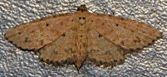 Sigela basipunctaria