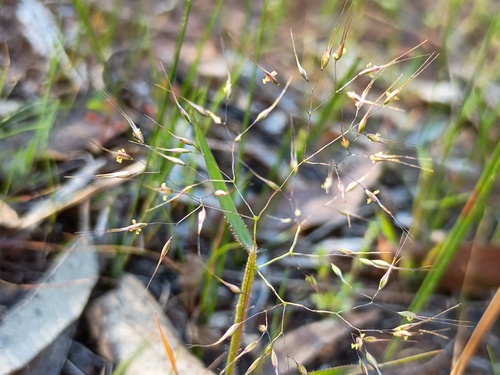 False Hairgrass (Pentameris airoides)