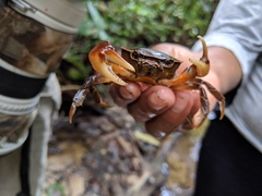 Moreirocarcinus emarginata