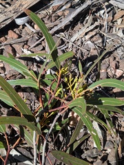 Eucalyptus urna, photograph (c) Hugo Innes, some rights reserved (CC BY)