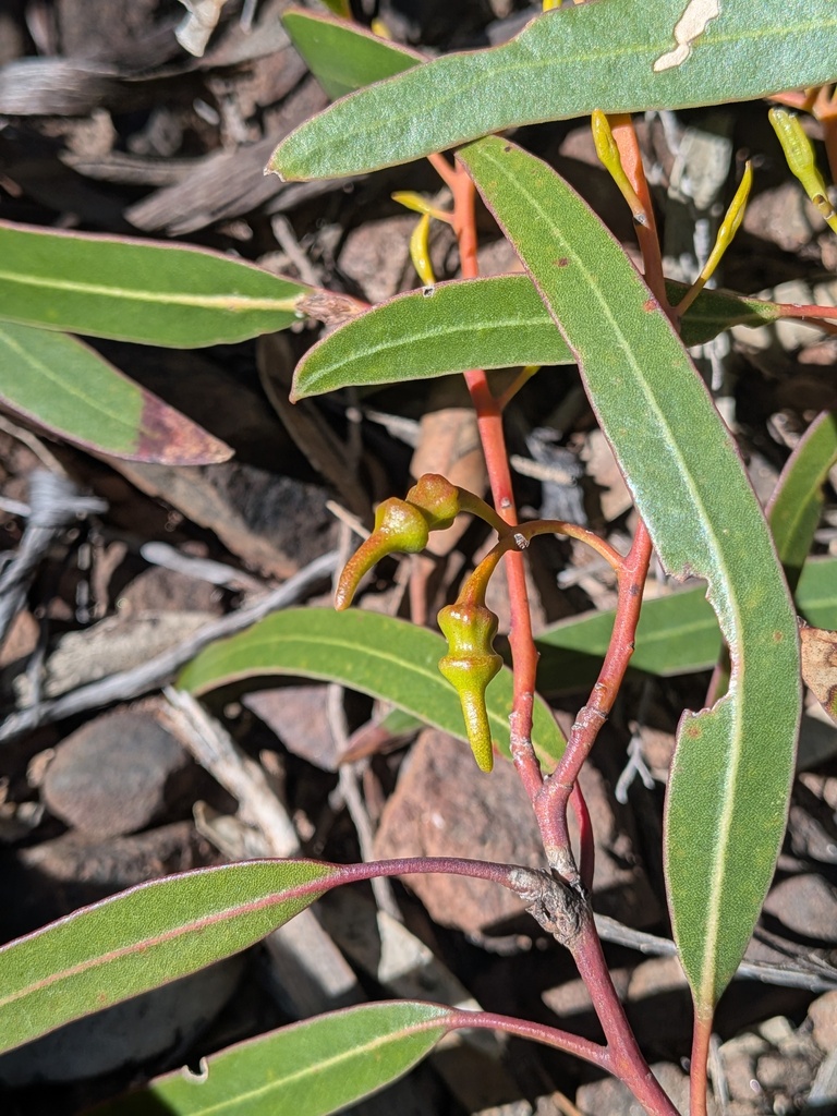 Eucalyptus urna; photograph (c) Hugo Innes, some rights reserved (CC BY)