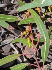 Eucalyptus urna