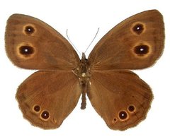 Cercyonis pegala utahensis