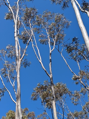 Eucalyptus urna, photograph 1