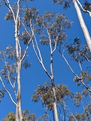(c) Hugo Innes, some rights reserved (CC BY) Eucalyptus urna, photograph (c) Hugo Innes, some rights reserved (CC BY)