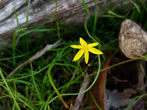 Tiny Star (Pauridia glabella)