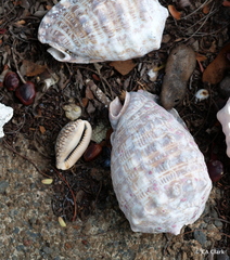 Pseudozonaria nigropunctata