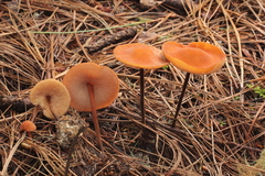 Marasmius cohaerens lachnophyllus