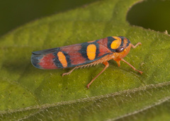 Erythrogonia jucunda