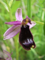 Ophrys bertolonii