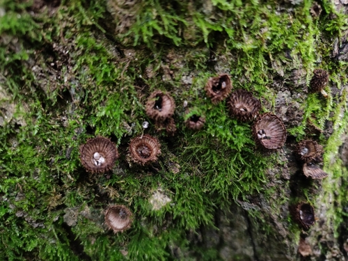 Наблюдение на iNaturalist