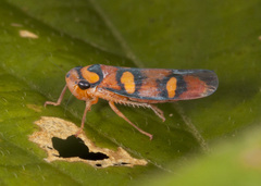 Erythrogonia jucunda