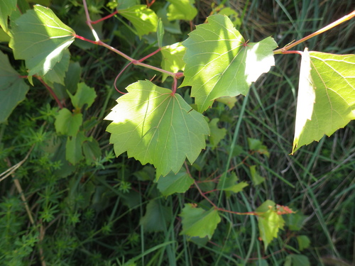 Vitis rupestris, photograph 6