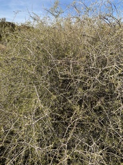 Prunus fasciculata