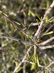 Prunus fasciculata