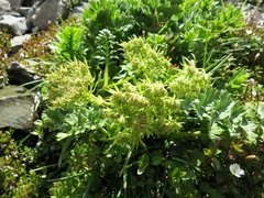 Anisotome pilifera
