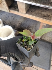 Actinidia