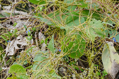Cuscuta japonica, photograph (c) WATANABE Hitoshi 渡辺仁, some rights reserved (CC BY)