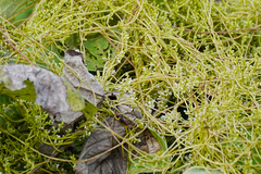 Cuscuta japonica, photograph (c) WATANABE Hitoshi 渡辺仁, some rights reserved (CC BY)