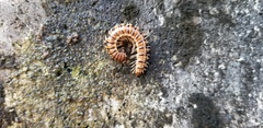 Chamberlinius hualienensis