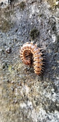 Chamberlinius hualienensis