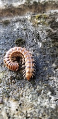 Chamberlinius hualienensis