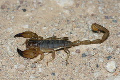 Urodacus macrurus