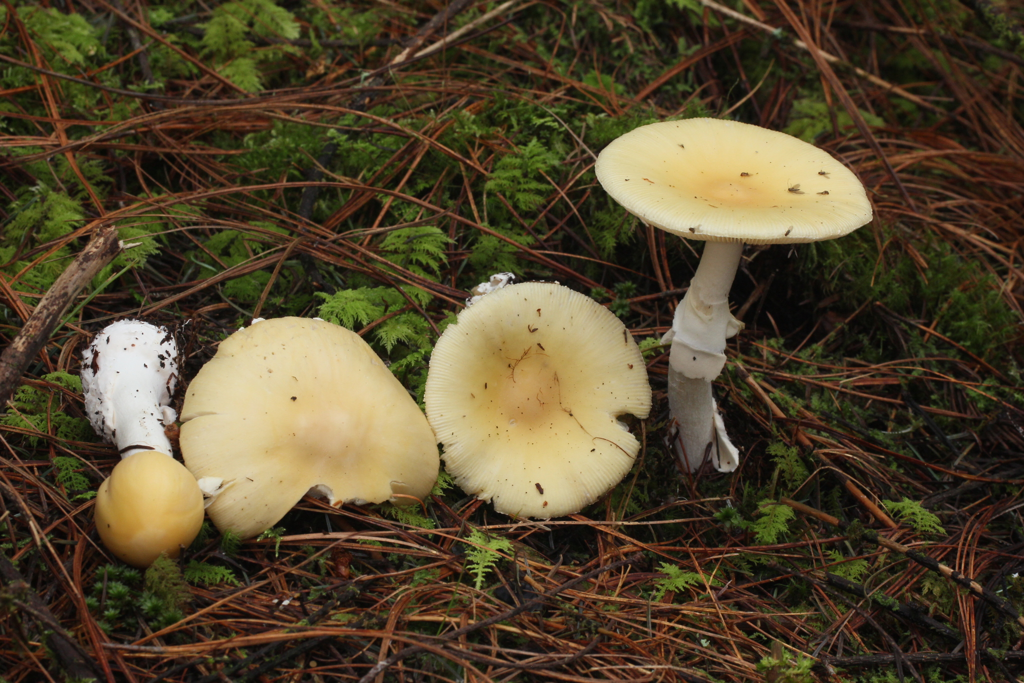 Amanita gemmata image