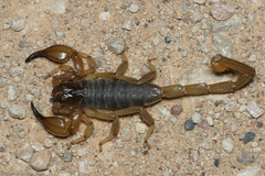Urodacus macrurus