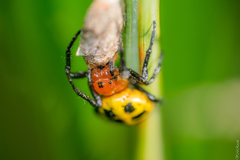 Alpaida quadrilorata