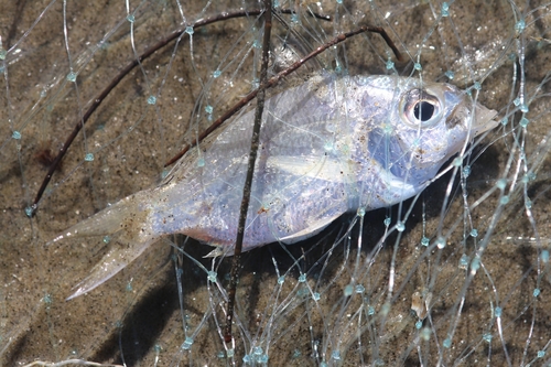 Japanese silver-biddy (Gerres japonicus) — Gerreidae — 4