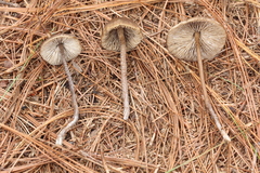Lyophyllaceae