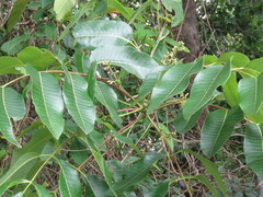 Canarium australianum