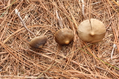 Lyophyllaceae
