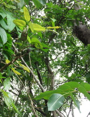 Canarium australianum