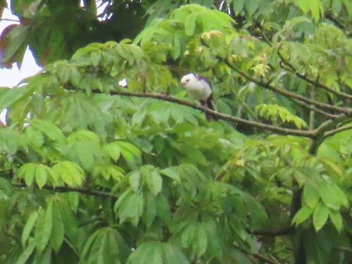 White-headed Wren (Campylorhynchus albobrunneus), photo 3
