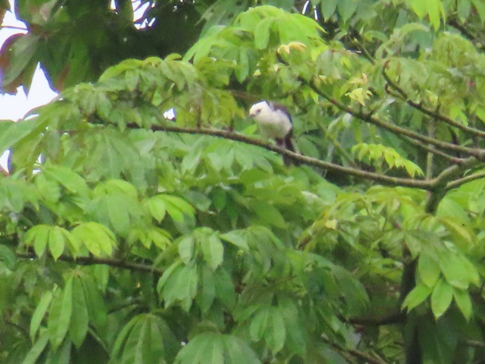White-headed Wren (Campylorhynchus albobrunneus)