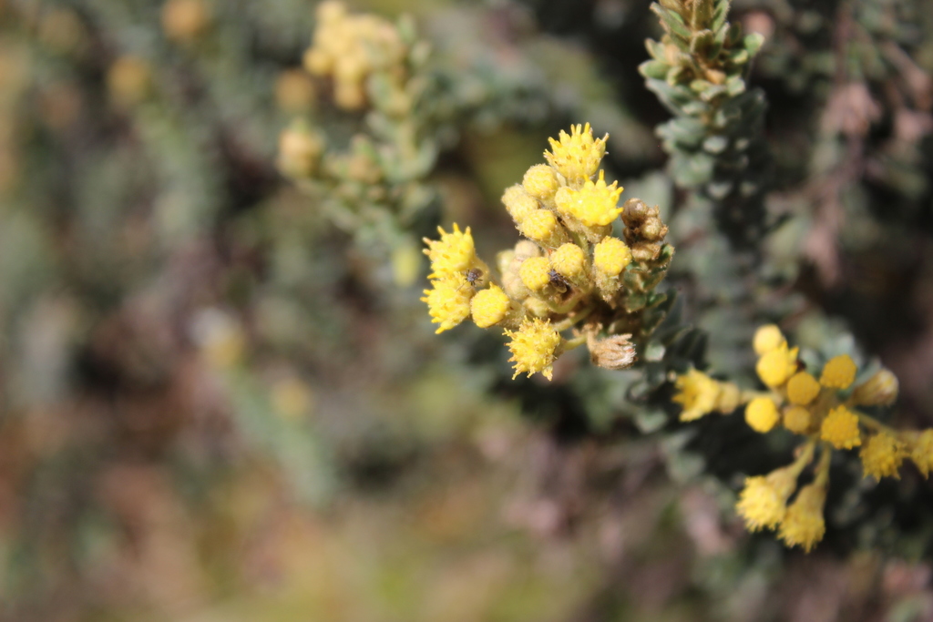 Monticalia ledifolia
