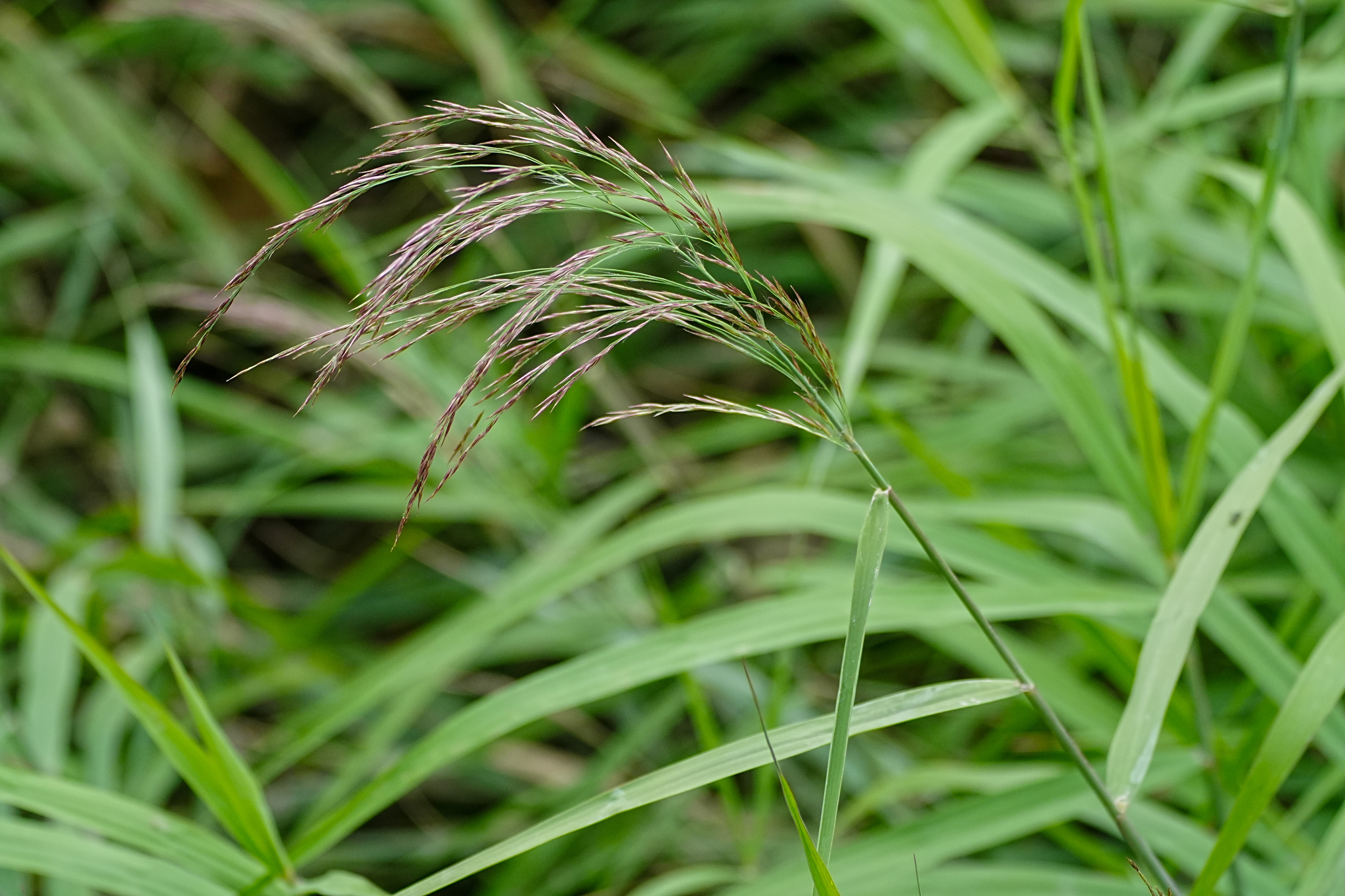 Japanese Reed (Phragmites japonicus)