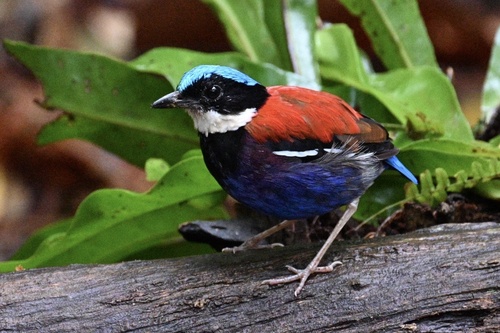 Blue-headed Pitta (Hydrornis baudii), photo 4