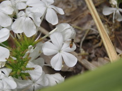Toxomerus