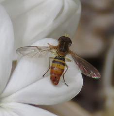 Toxomerus
