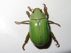 Pelidnota prasina