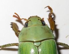 Pelidnota prasina